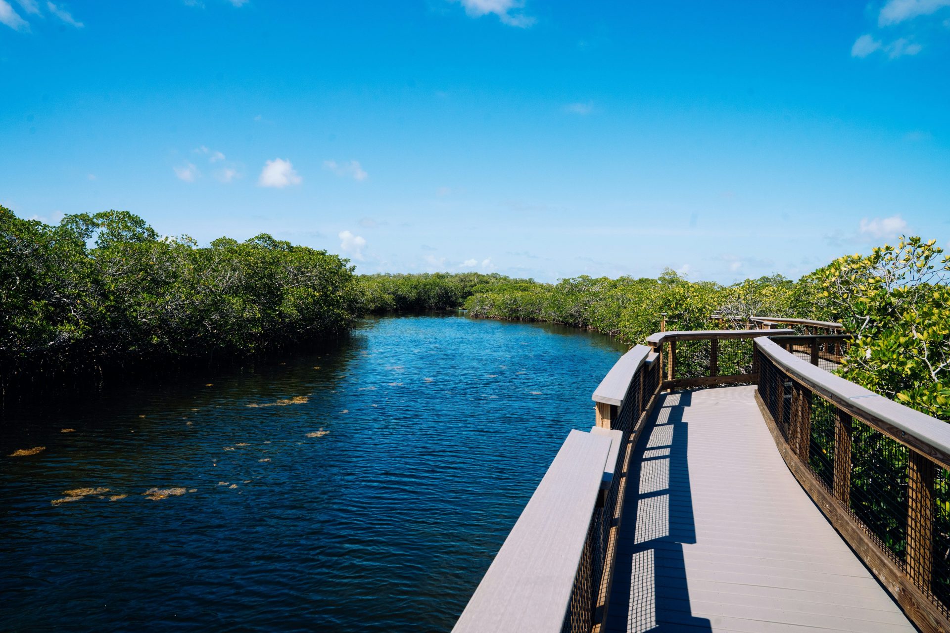 Boardwalk over a winding river surrounded by green mangroves