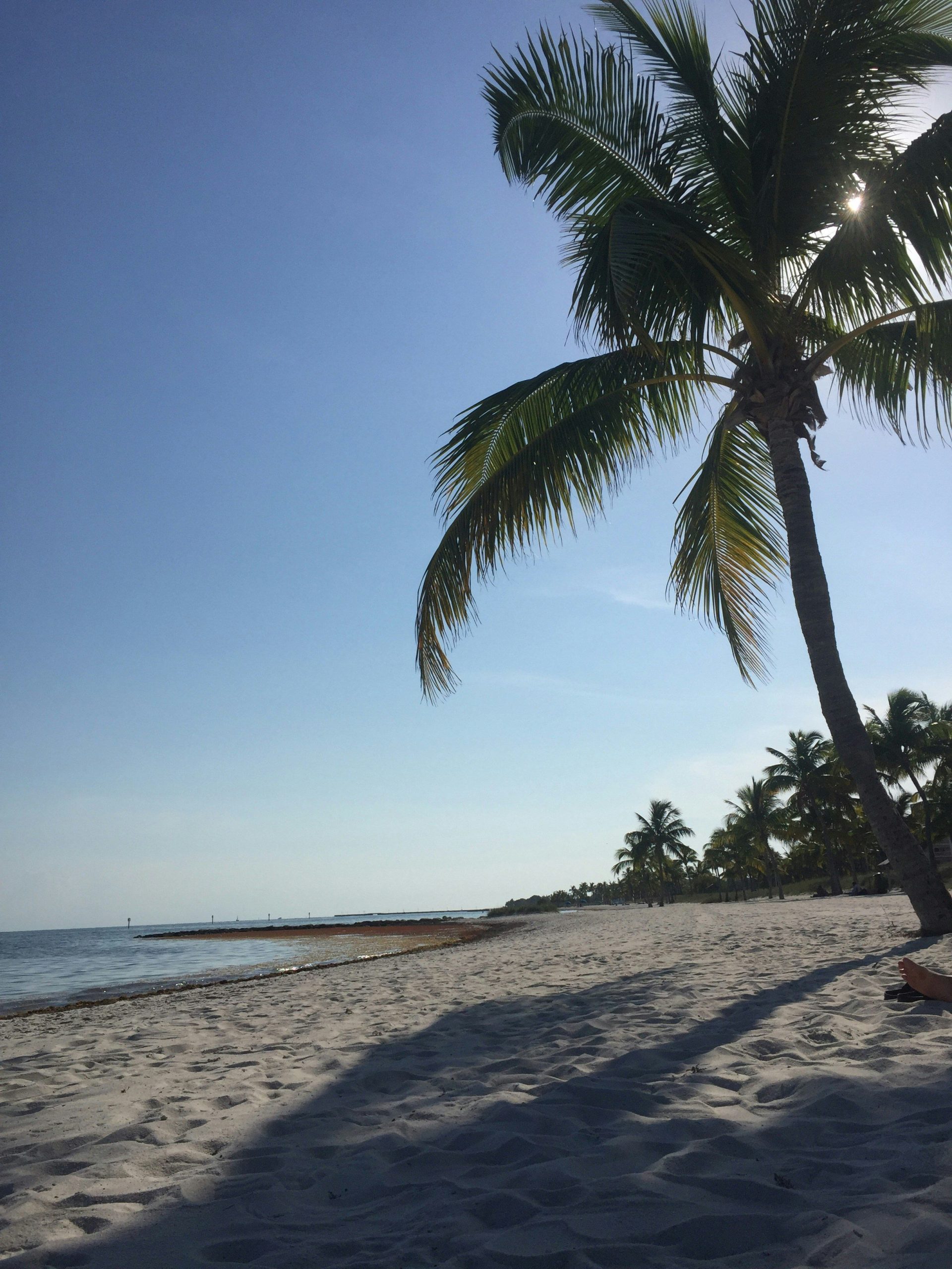 a palm tree on a beach with the ocean in the background